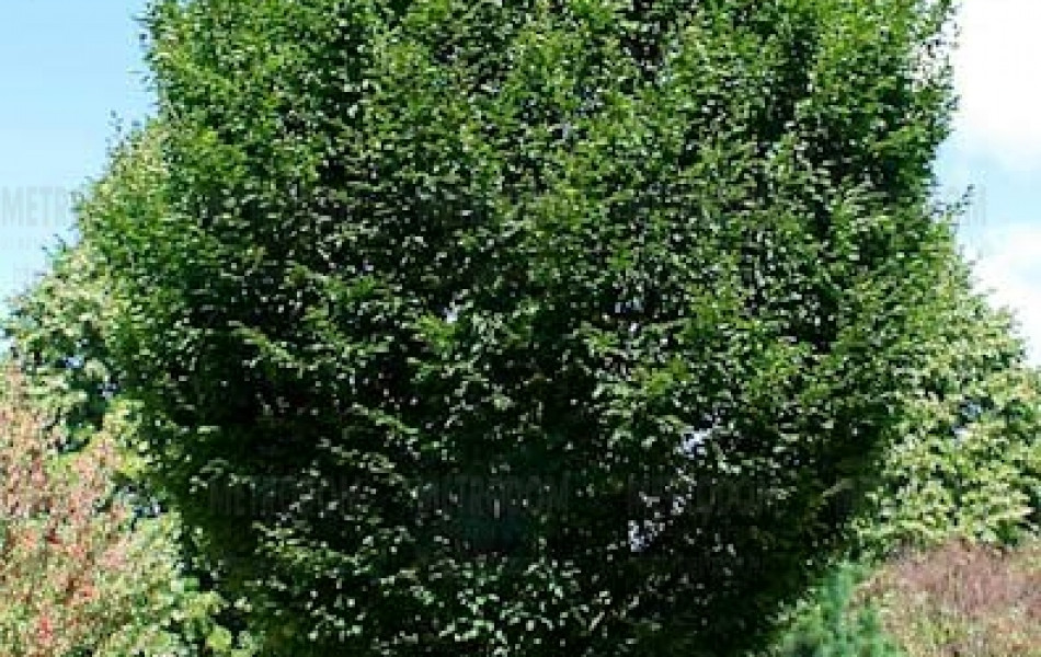 European hornbeam (Carpinus betulus 'Fastigiata')