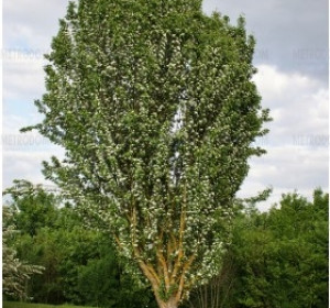 keleti gyertyán (Carpinus orientalis)