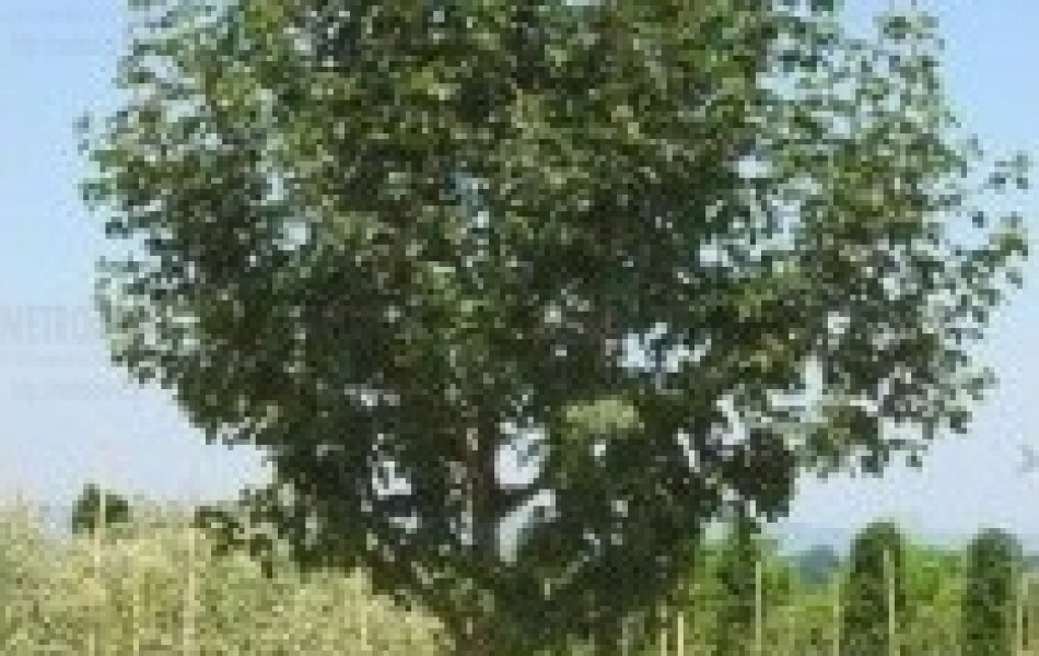 Field maple 'Elsrijk' (Acer campestre 'Elsrijk')
