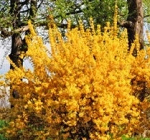 'Minigold' kerti aranycserje ( Forsythia x intermedia ‘Minigold’)